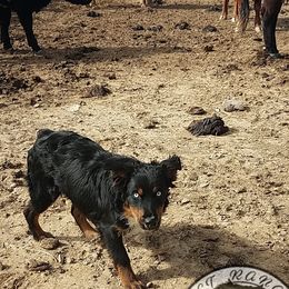 SPOOK - Australian Shepherd
