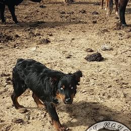 SPOOK - Australian Shepherd