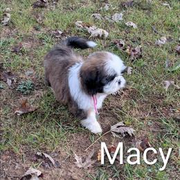 Macy - Black gold and white female Shih Tzu puppy in Clyde, North Carolina from Shawgo Pups