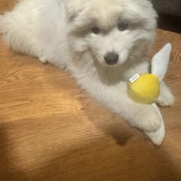 Felix ( white Boy) - White and biscuit male Samoyed puppy in Colorado Springs, Colorado from T&M Samoyeds