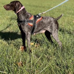 German Shorthaired Pointer puppies from Pilgrims Trails Shorthairs
