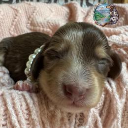 Harriet - Dapple female Dachshund puppy in Fayetteville, West Virginia from Loop Creek Dachshunds