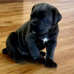 Angel - Gray female Cane Corso puppy in (30 Minutes North Of Memphis) In Burlison, Tennessee from River Bluff Cane Corsos