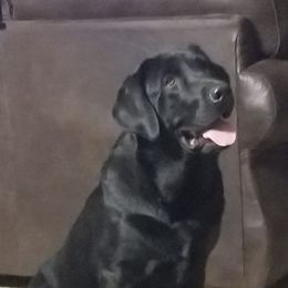 Labrador Retriever All Grown Up from Sagebrush Labradors