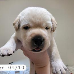 Green boy - Yellow male Labrador Retriever puppy in Nacogdoches, Texas from Westlane Dogs