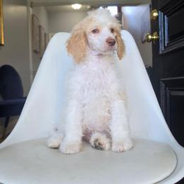 Freedom - Parti male Poodle puppy in Plainfield, New Jersey from Caris Paws Poodles and Labradoodles