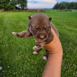 Male 2 - Red and white male Siberian Husky puppy in Bingham, Illinois from Siberian Instincts Kennel