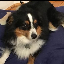 Miniature Australian Shepherds, Siberian Huskies, and Toy Australian Shepherds from Tails & Belles Dog Breeding