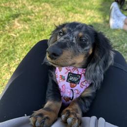 Dachshund Puppies from Oscar Meyer’s Weenies