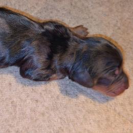 Black and tan dapple - Dapple male Dachshund puppy in West Plains, Missouri from Spring Creek Dachshunds