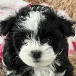 Horizon - Black male Havanese puppy in Las Vegas, Nevada from Eorzea Havanese