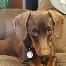 Cocoa Pebbles McKinnon - Dachshund