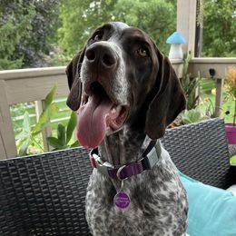 Shimmer - German Shorthaired Pointer