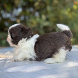 Boo - Shih Tzu