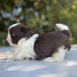 Boo - Shih Tzu