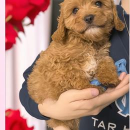 Boy 2 Teddy - Red male Cavapoo puppy in Salisbury, North Carolina from Carolina Canines