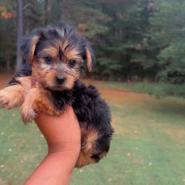 Girl 2 - Black and gold female Yorkshire Terrier puppy in Louisburg, North Carolina from Nell’s Adorable Yorkshire’s