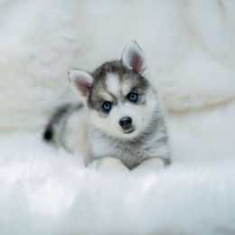 Magenta - Wolf sable female Pomsky puppy in Spring City, Pennsylvania from Pomsky Power Puppies