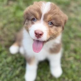 Madison - Red tri-color female Australian Shepherd puppy in Asheboro, North Carolina from FairWilde