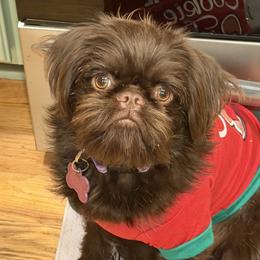 Olena - Brussels Griffon