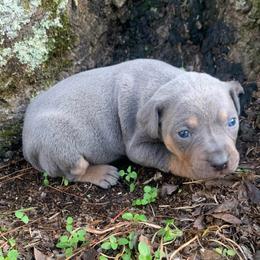 Girl 6 - Blue female Catahoula Leopard Dog puppy in Gadsden, Alabama from Rich Cat’s