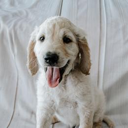 Mr. Yellow - Cream male Goldendoodle puppy in Gotha, Florida from Perlune Farms