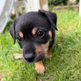 Lykos Wiccan - Black white and tan male Xoloitzcuintli puppy in Manitowoc, Wisconsin from Wonderland Kennel