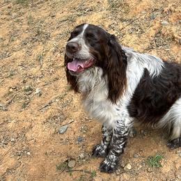 English Springer Spaniels from Sonora Hills ESS