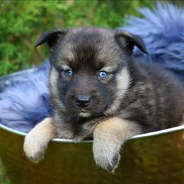 Bluebell - Wolf sable female Pomsky puppy in Missouri from Husky Hill Kennel