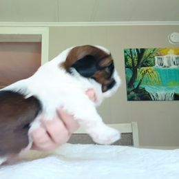 Ralphie - Sable and white male Shih Tzu puppy in Virginia from Kbsshihtzus