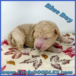 Boy apricot Blue Collar - Apricot male Goldendoodle puppy in Taneytown, Maryland from Curlydoodles
