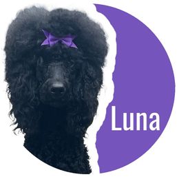 Luna - Goldendoodle