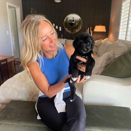 Nellie - Black female Bernedoodle puppy in Yuba City, California from Ranch House Doodles