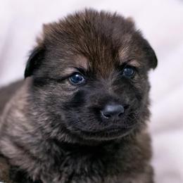 German Shepherd Puppies from Reign Land