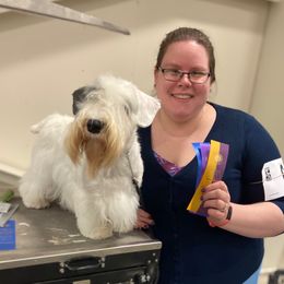 Sealyham Terrier Puppies from Alibi Sealyham Terriers