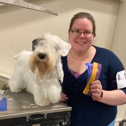 Sealyham Terrier Puppies from Alibi Sealyham Terriers