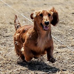 Lady - Dachshund
