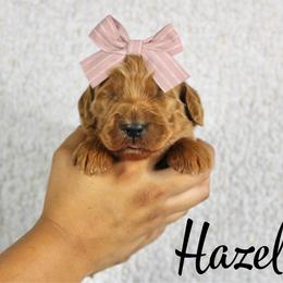 Hazelnut - Red  female Goldendoodle puppy in Casa Grande, Arizona from AzDoodle Dandies