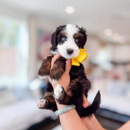Lilo-yellow - Tri-color female Bernedoodle puppy in Ontario, California from Teddy Doodles & Standard Poodles