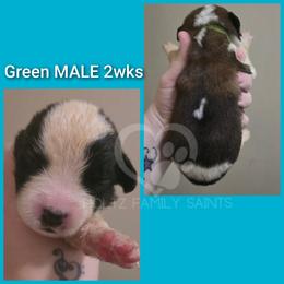 Green MALE - White and brown male Saint Bernard puppy in Kaukauna, Wisconsin from Holtz Family Saints