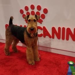 Hellsy - Airedale Terrier