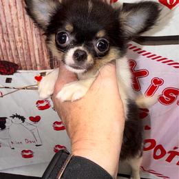Bailey - Black and tan female Chihuahua puppy in Palmyra, Indiana from Country Star Chihuahuas