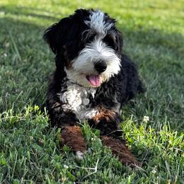 Violet - Bernedoodle