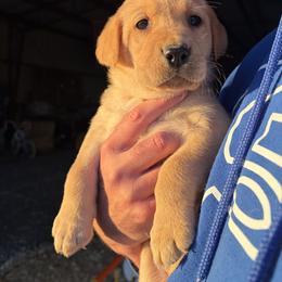 Male 2 Green Collar - Yellow male Labrador Retriever puppy in Lyman, Nebraska from Ruzicka Family Labradors LLC