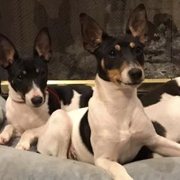 Rat Terriers from Top Shelf Rat Terriers