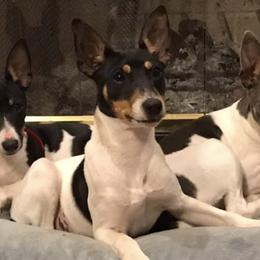 Rat Terriers from Top Shelf Rat Terriers