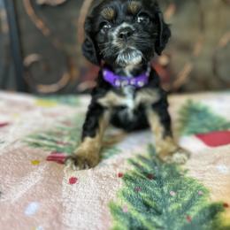 Cocker Spaniel Puppies from Fleur de Lis Cockers- Cuchna Cockers