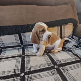 Daisy - Lemon and white female Basset Hound puppy in Santa Rosa, California from Redwood Coast bassetts
