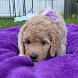 Justice - Apricot female Goldendoodle puppy in Summerfield, North Carolina from Lila's Teddybear Goldendoodles