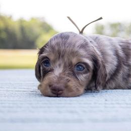 Brewer - Dapple male Dachshund puppy in Excel, Alabama from CJ’s Little Palace